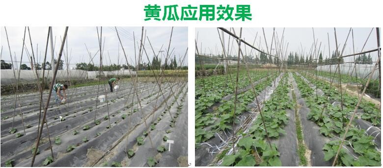 氨基寡糖素 - 植物的免疫衛(wèi)士，根結(jié)線蟲的克星