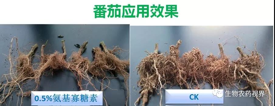 氨基寡糖素 - 植物的免疫衛(wèi)士，根結(jié)線蟲的克星