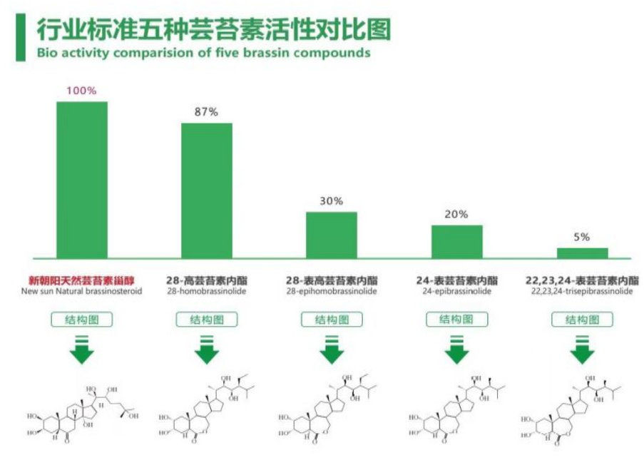 小麥拌種選新朝陽天然蕓苔素，讓小麥高產(chǎn)贏在起跑線上！（小麥在什么時候用蕓苔素效果最佳）