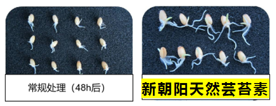 小麥拌種選新朝陽天然蕓苔素，讓小麥高產(chǎn)贏在起跑線上?。ㄐ←溤谑裁磿r候用蕓苔素效果最佳）