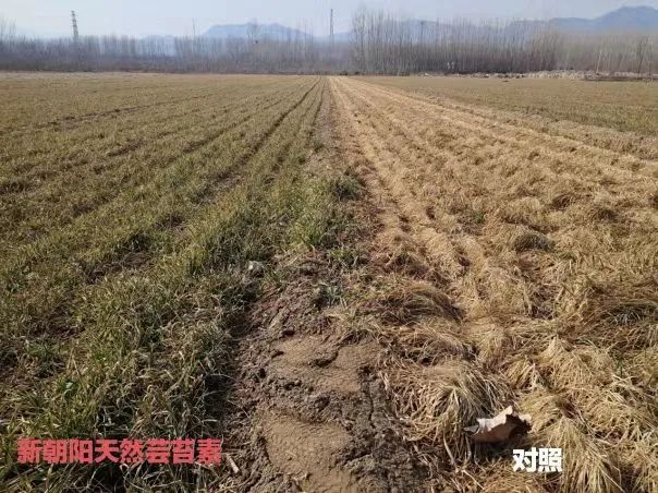 小麥拌種選新朝陽天然蕓苔素，讓小麥高產(chǎn)贏在起跑線上?。ㄐ←溤谑裁磿r候用蕓苔素效果最佳）