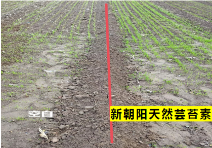 小麥拌種選新朝陽天然蕓苔素，讓小麥高產(chǎn)贏在起跑線上?。ㄐ←溤谑裁磿r候用蕓苔素效果最佳）