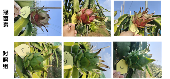 COR對(duì)火龍果果品的影響