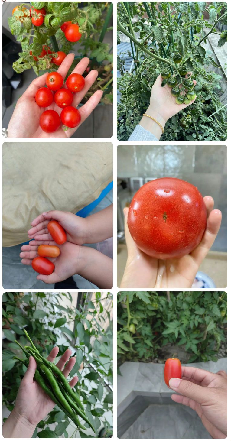 朝陽農(nóng)藝師系列活動(dòng) | “零”農(nóng)殘瓜果自己種，豐收喜報(bào)！