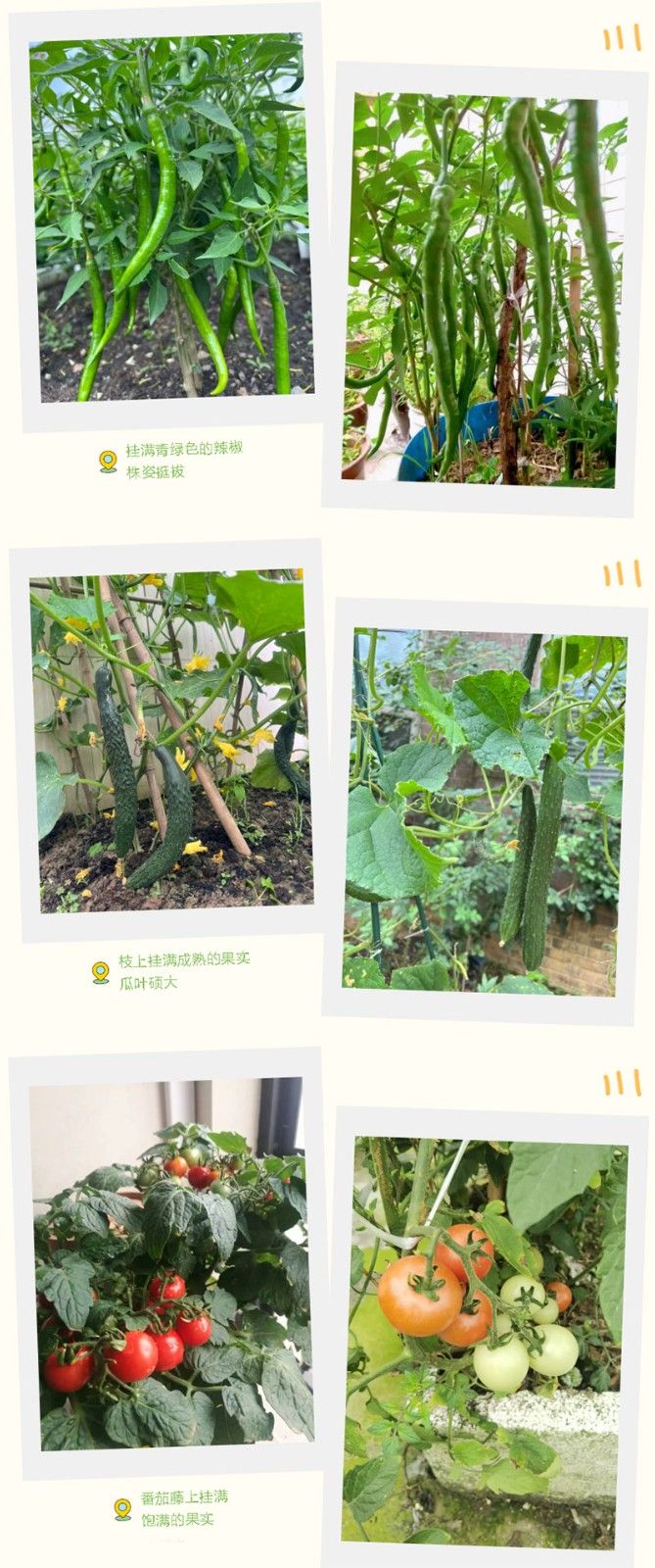 朝陽農(nóng)藝師系列活動(dòng)