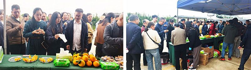 新朝陽生物技術(shù)助力綠色防控，推動(dòng)柑橘產(chǎn)業(yè)綠色高質(zhì)量發(fā)展